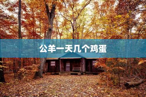 公羊一天几个鸡蛋