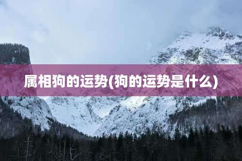 属相狗的运势(狗的运势是什么)