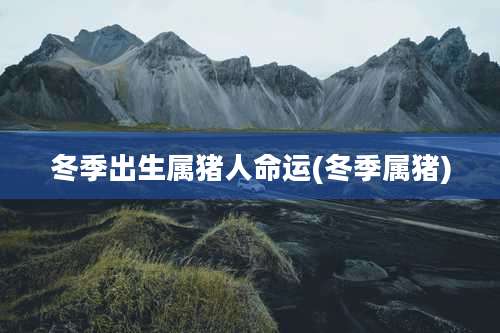 冬季出生属猪人命运(冬季属猪)