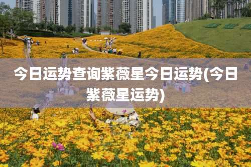 今日运势查询紫薇星今日运势(今日紫薇星运势)