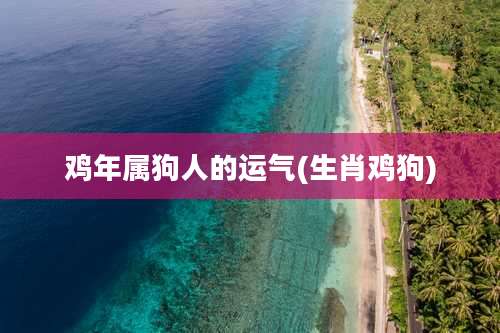 鸡年属狗人的运气(生肖鸡狗)