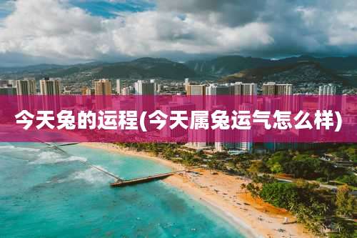 今天兔的运程(今天属兔运气怎么样)