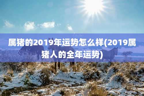属猪的2019年运势怎么样(2019属猪人的全年运势)