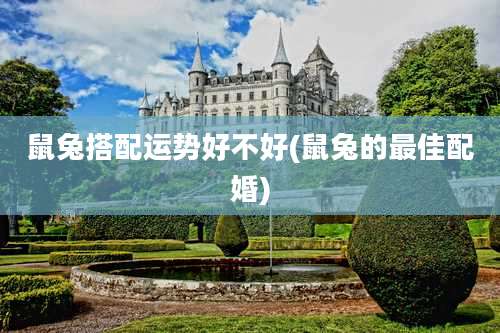 鼠兔搭配运势好不好(鼠兔的最佳配婚)