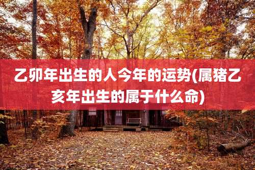 乙卯年出生的人今年的运势(属猪乙亥年出生的属于什么命)