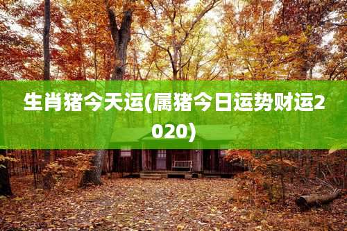 生肖猪今天运(属猪今日运势财运2020)