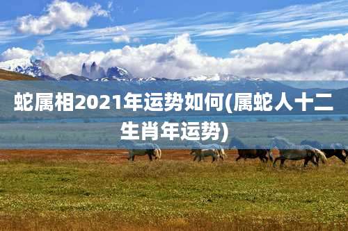 蛇属相2021年运势如何(属蛇人十二生肖年运势)