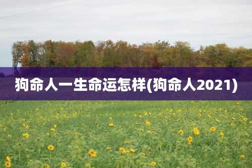 狗命人一生命运怎样(狗命人2021)