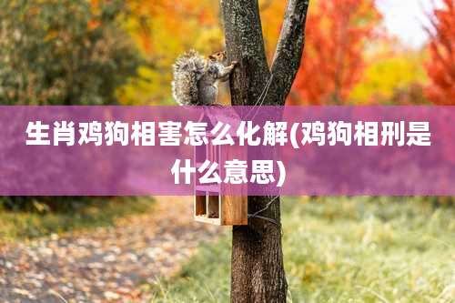生肖鸡狗相害怎么化解(鸡狗相刑是什么意思)