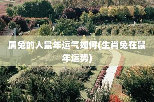 属兔的人鼠年运气如何(生肖兔在鼠年运势)