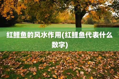 红鲤鱼的风水作用(红鲤鱼代表什么数字)