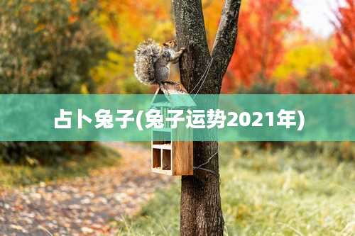占卜兔子(兔子运势2021年)