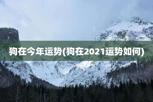 狗在今年运势(狗在2021运势如何)