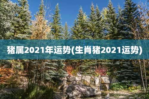猪属2021年运势(生肖猪2021运势)