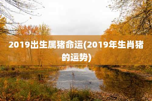 2019出生属猪命运(2019年生肖猪的运势)