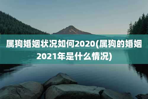 属狗婚姻状况如何2020(属狗的婚姻2021年是什么情况)