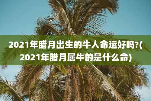 2021年腊月出生的牛人命运好吗?(2021年腊月属牛的是什么命)