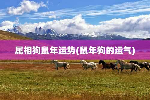 属相狗鼠年运势(鼠年狗的运气)