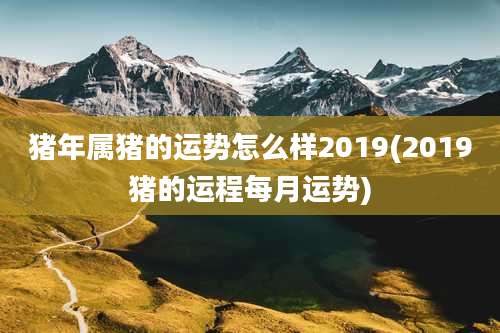 猪年属猪的运势怎么样2019(2019猪的运程每月运势)