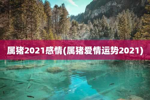 属猪2021感情(属猪爱情运势2021)