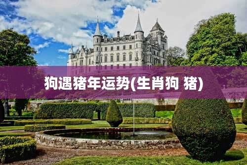 狗遇猪年运势(生肖狗 猪)