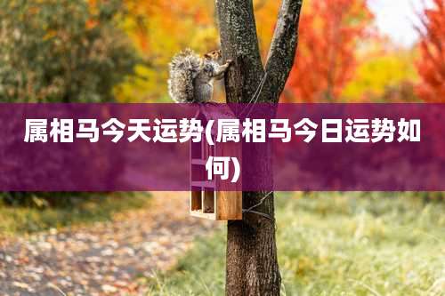 属相马今天运势(属相马今日运势如何)