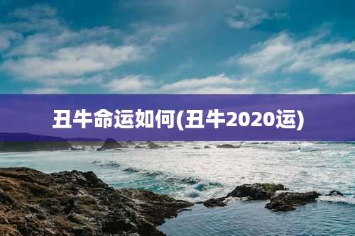 丑牛命运如何(丑牛2020运)